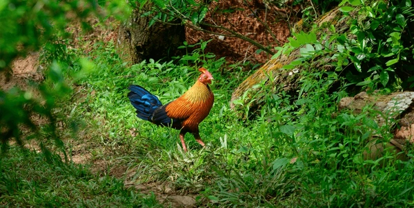 Sri Lanka Junglefowl