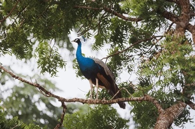 Peafowl in forest