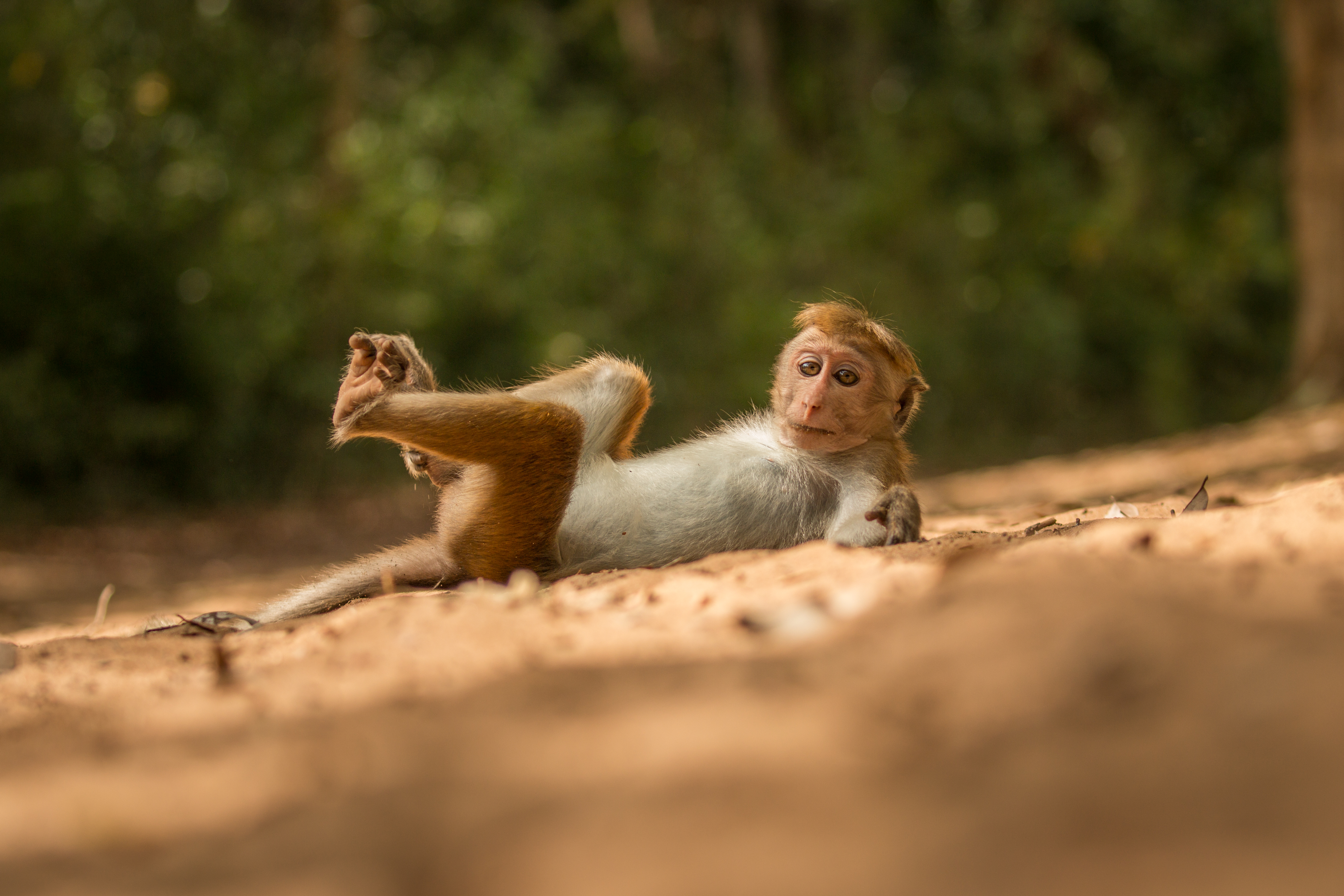 Wildlife in dry zone forest