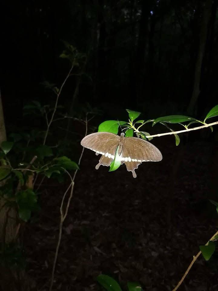 Forêt Na