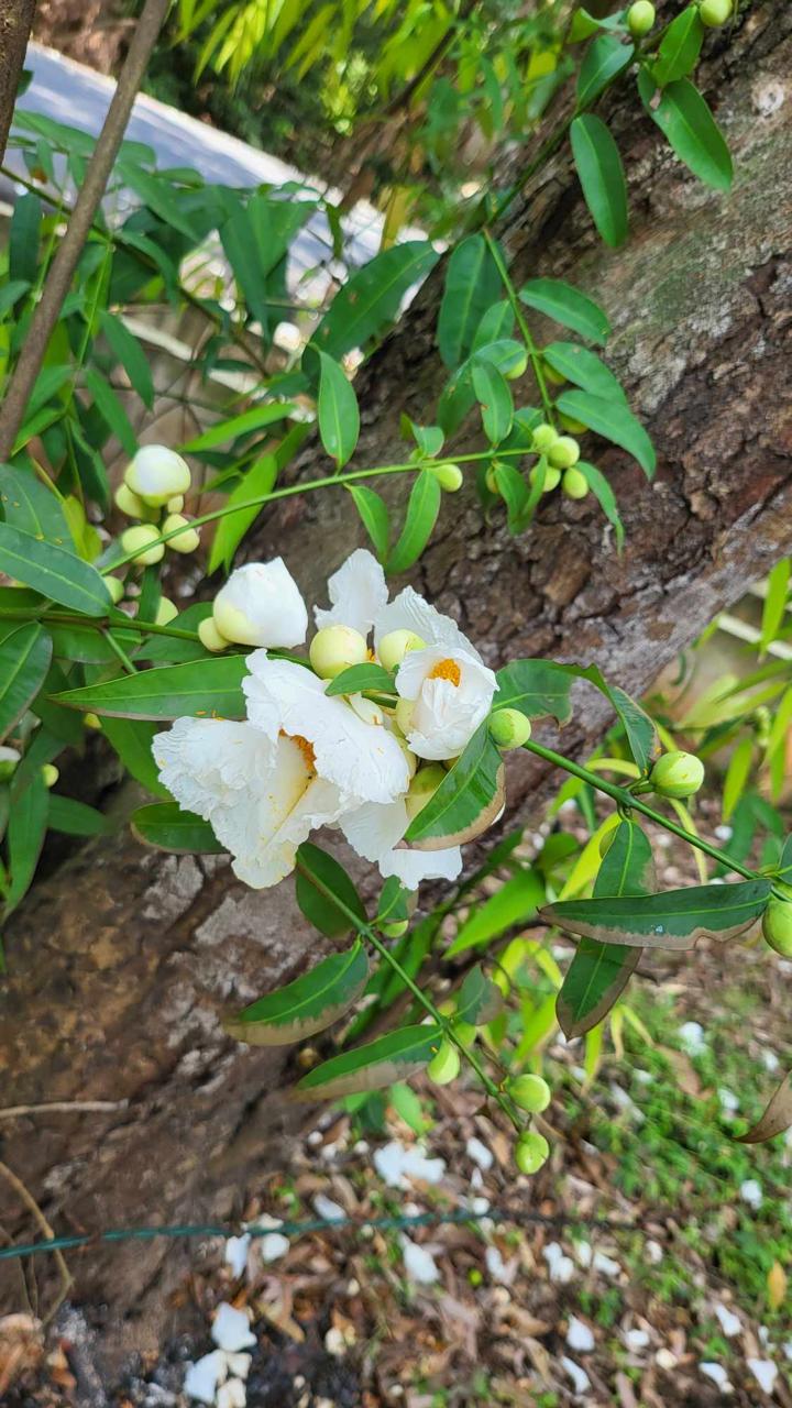 Asia's Largest Na Forest