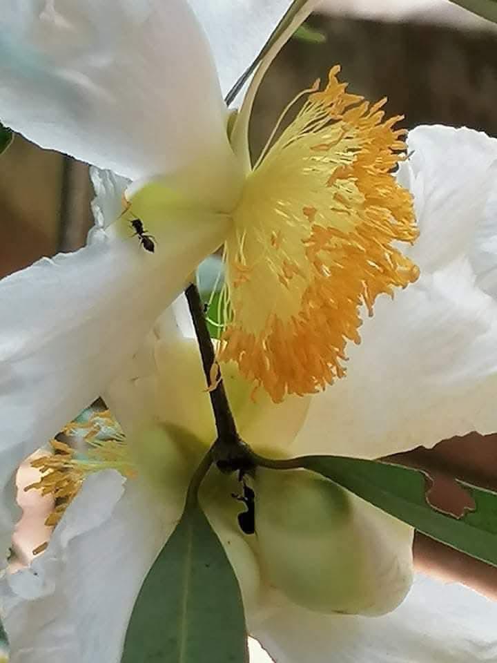 Ayurvedic herbs Namal Uyana