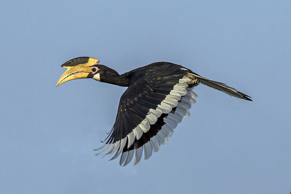 Sri Lanka Junglefowl — Namal Uyana