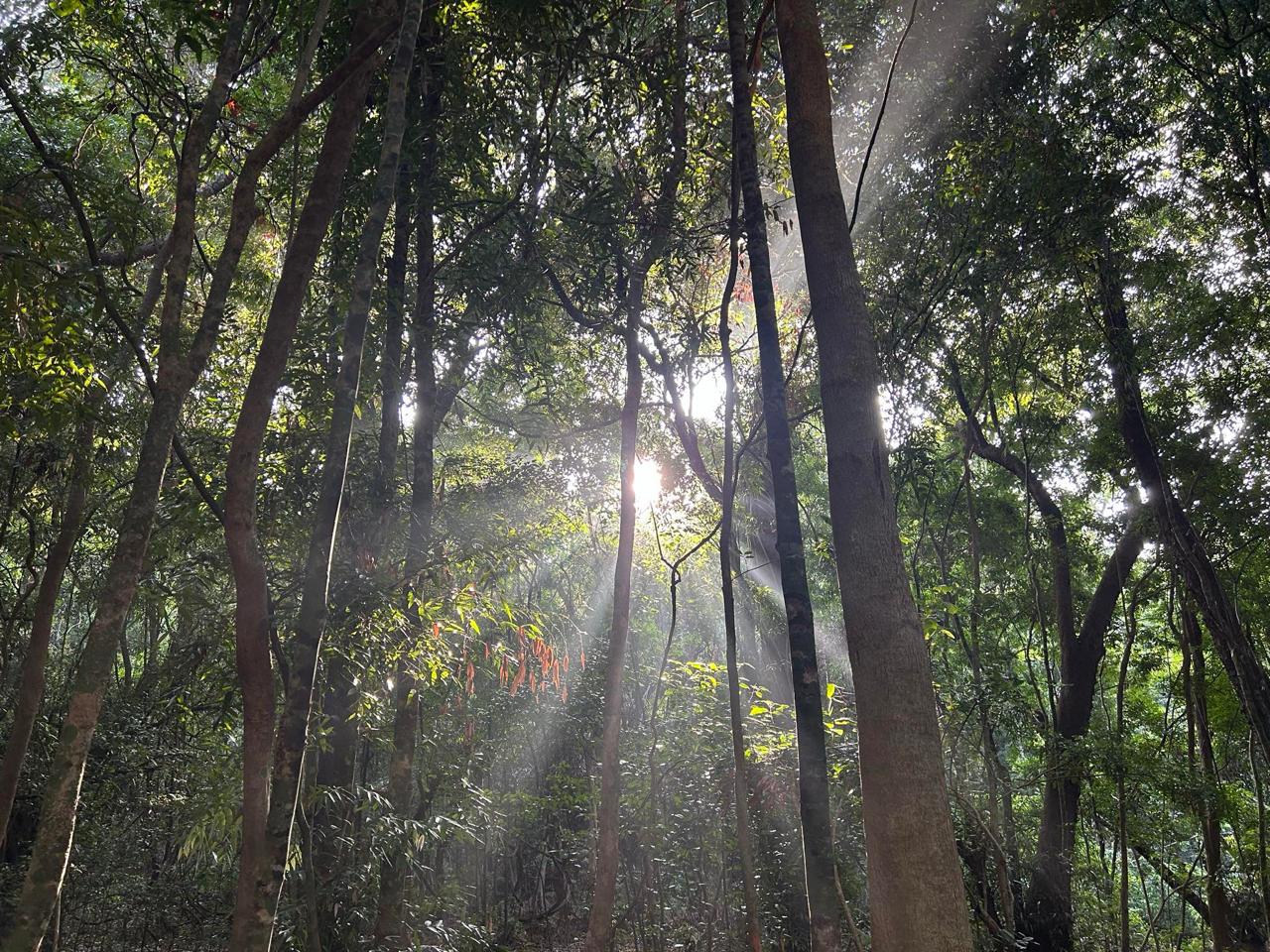 Na forest canopy